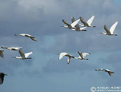 Eurasian Spoonbill