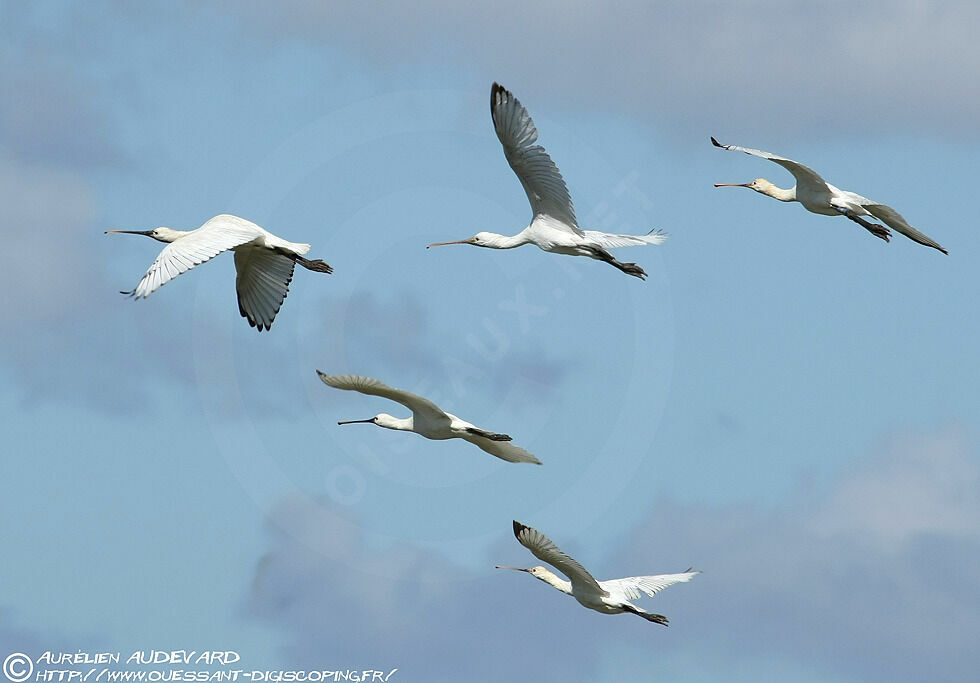 Eurasian Spoonbillsubadult, Flight