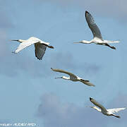 Eurasian Spoonbill