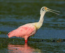 Roseate Spoonbill