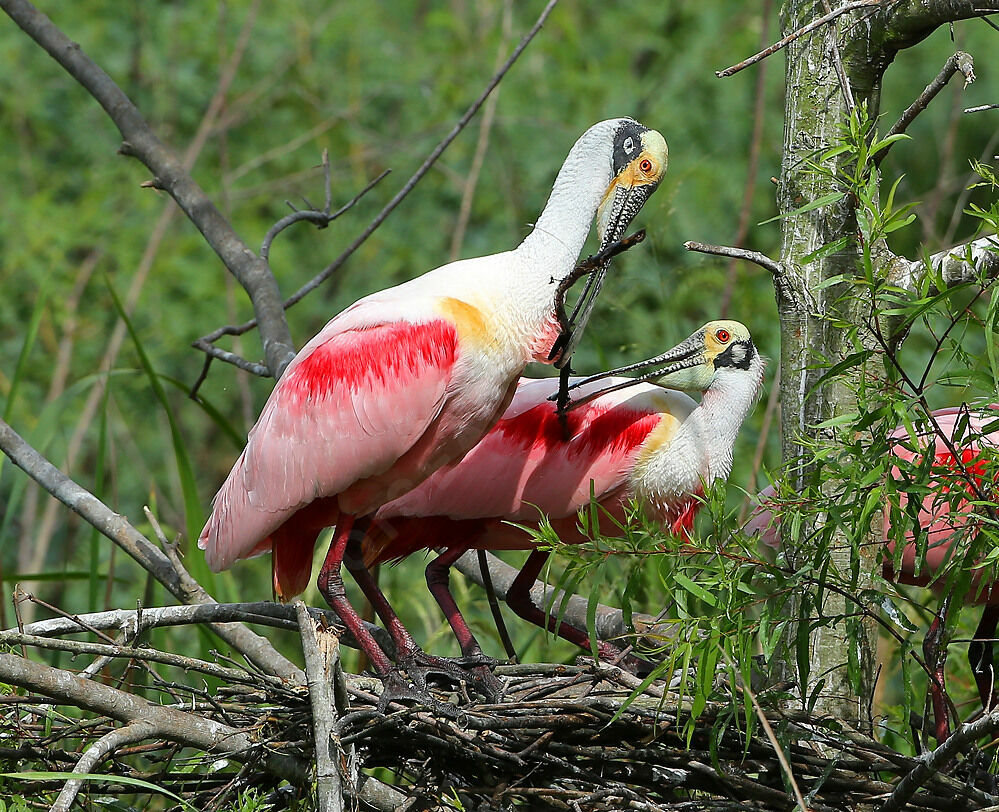 Roseate Spoonbilladult breeding, habitat, courting display, Reproduction-nesting