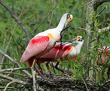 Roseate Spoonbill