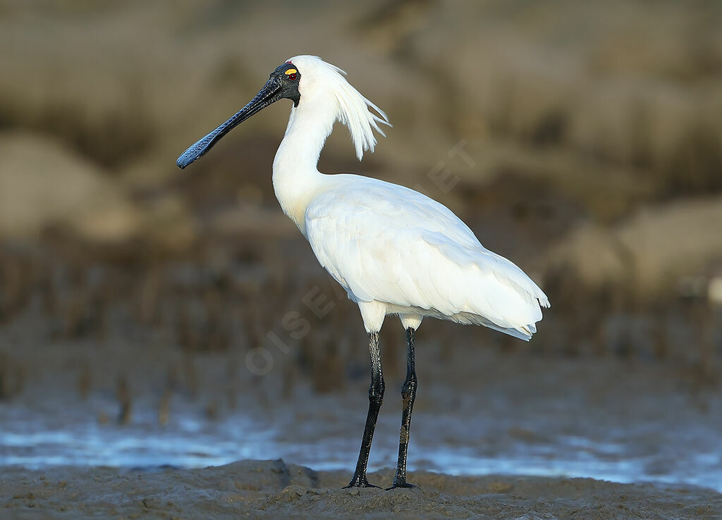 Royal Spoonbilladult breeding, identification