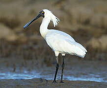 Royal Spoonbill