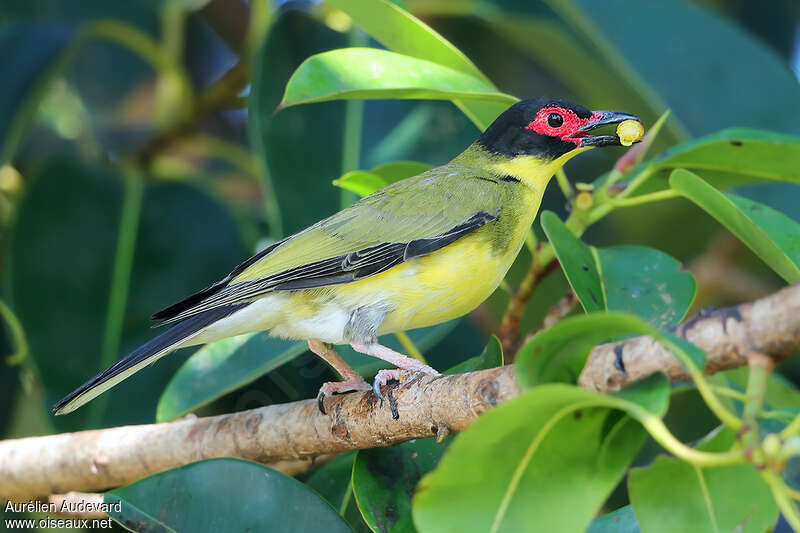 Australasian Figbird male adult, identification