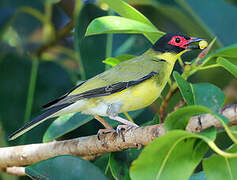 Australasian Figbird