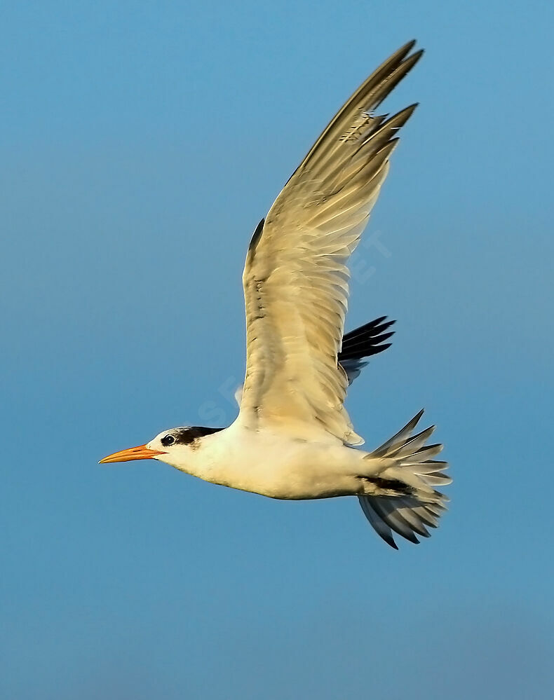 West African Crested TernSecond year, Flight