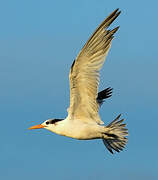 West African Crested Tern