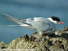 Arctic Tern