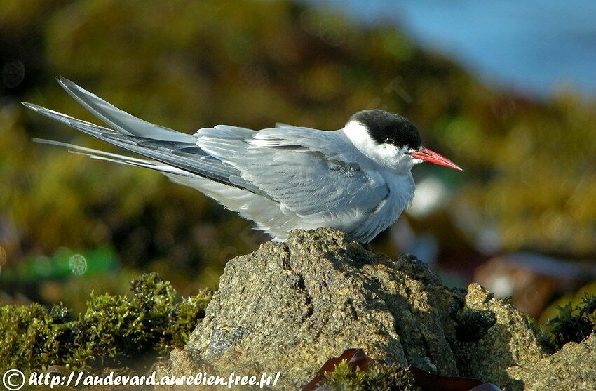 Arctic Tern