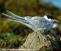 Arctic Tern