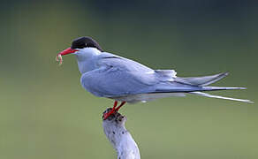 Arctic Tern