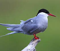 Arctic Tern