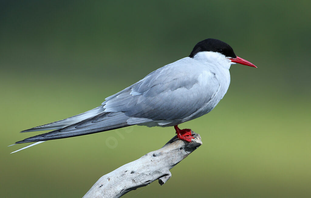 Arctic Ternadult breeding, identification