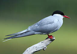 Arctic Tern