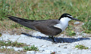 Bridled Tern