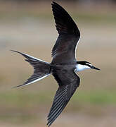 Bridled Tern