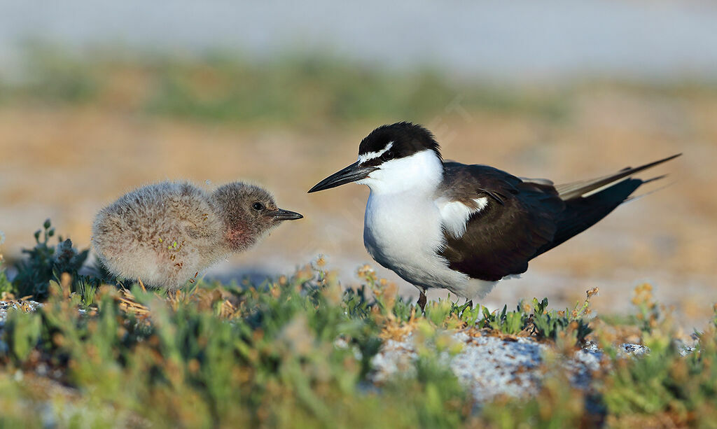 Bridled Ternadult, identification, Reproduction-nesting