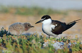 Bridled Tern