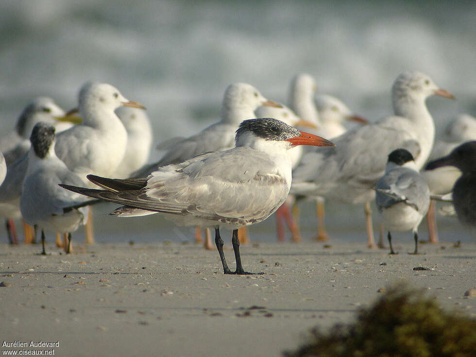 Caspian TernFirst year, identification