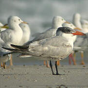 Caspian Tern