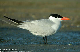 Caspian Tern