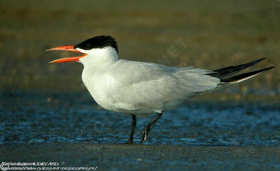 Caspian Ternadult breeding, identification