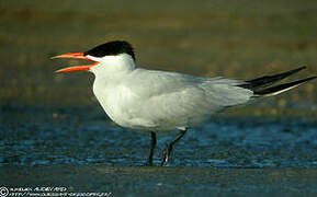 Caspian Tern