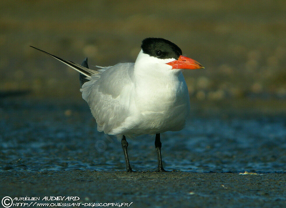 Caspian Tern