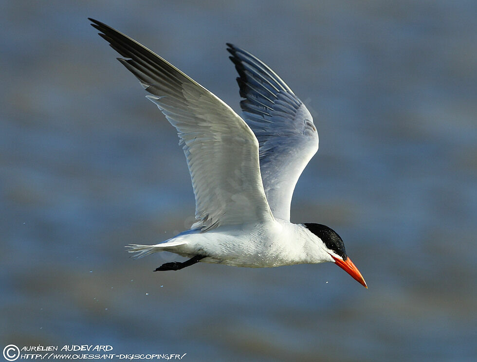 Caspian Tern