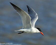 Caspian Tern