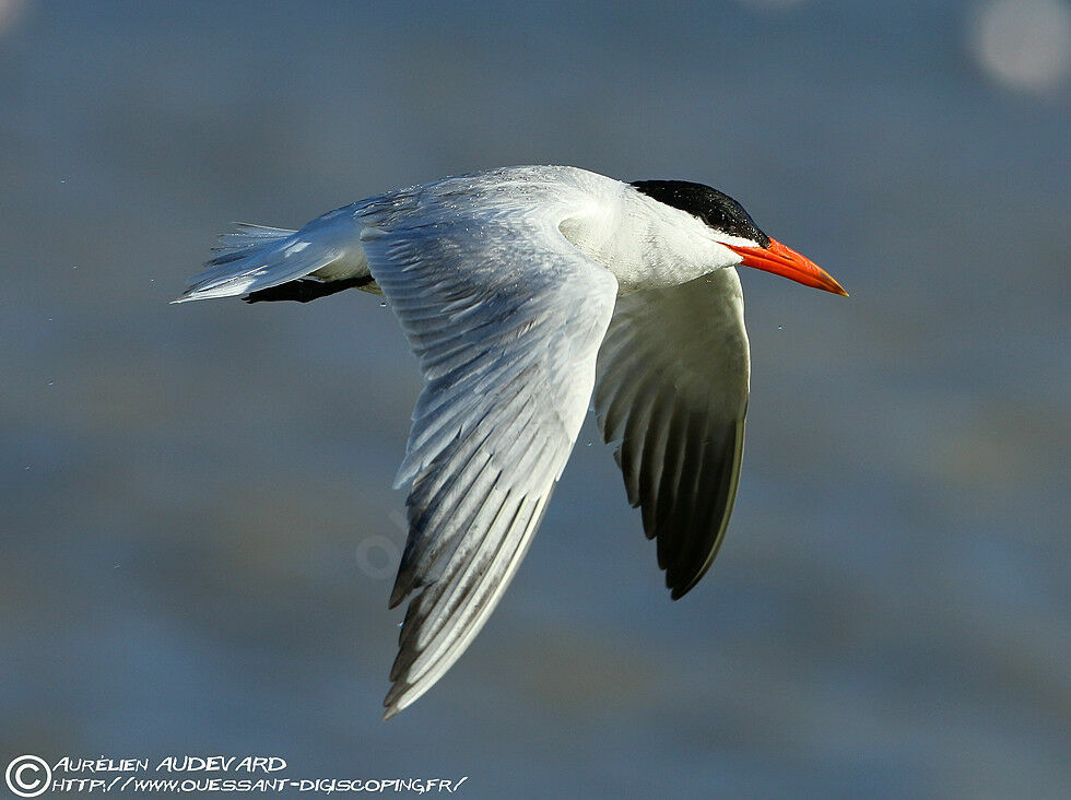 Caspian Tern