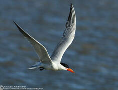 Caspian Tern