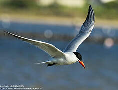 Caspian Tern