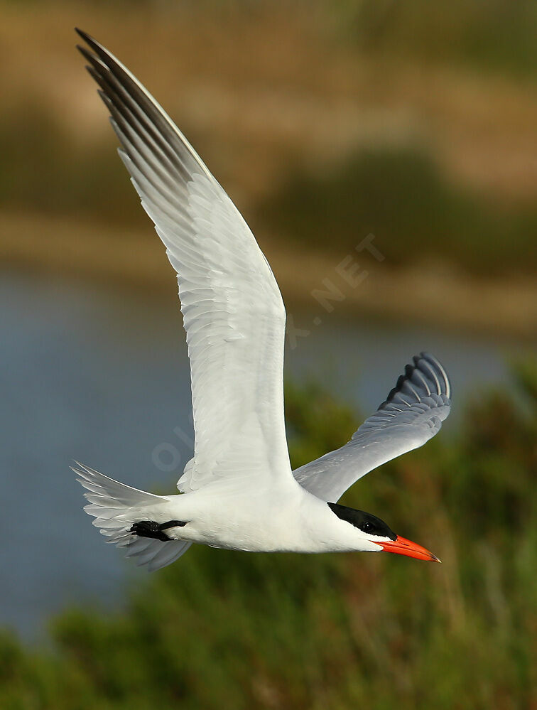 Caspian Ternadult breeding, Flight