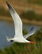 Caspian Tern