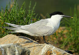 Sandwich Tern