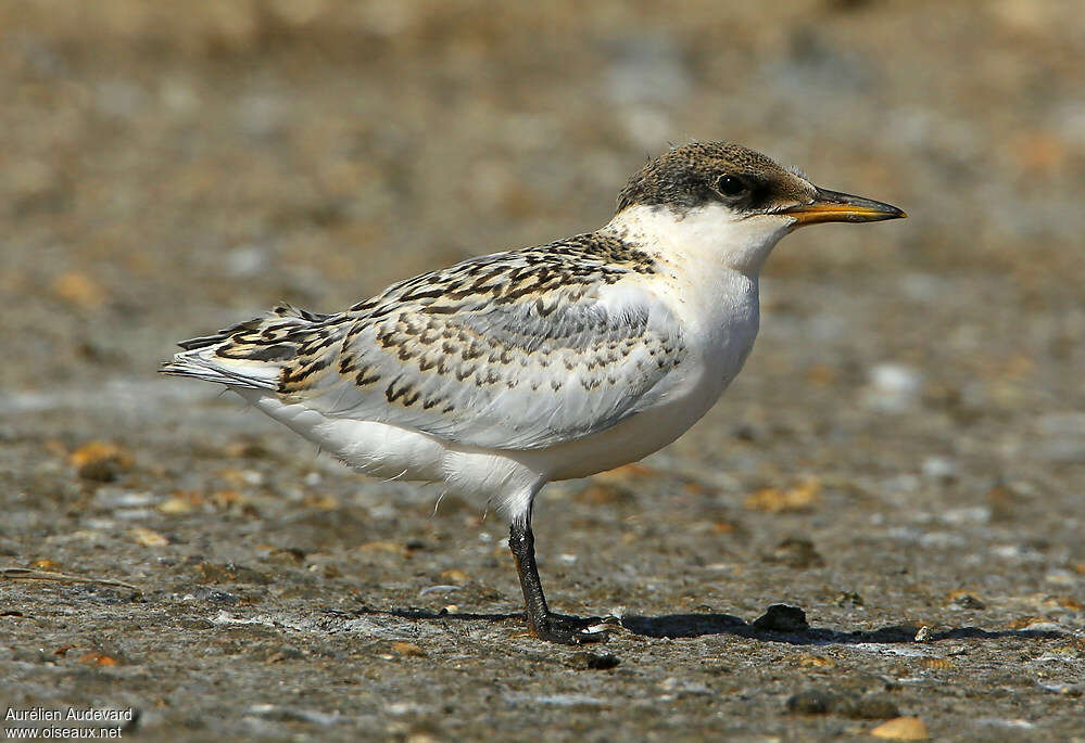 Sandwich Ternjuvenile, identification