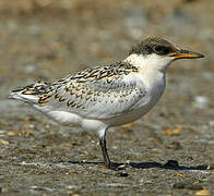 Sandwich Tern