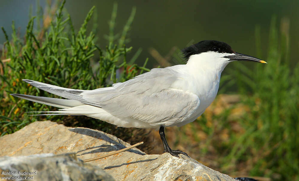 Sandwich Ternadult breeding, identification