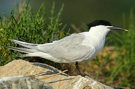 Sandwich Tern