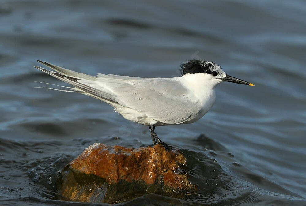 Sterne caugekadulte, identification