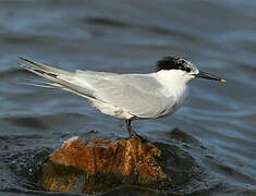 Sandwich Tern