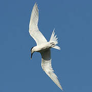 Sandwich Tern