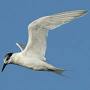 Sandwich Tern