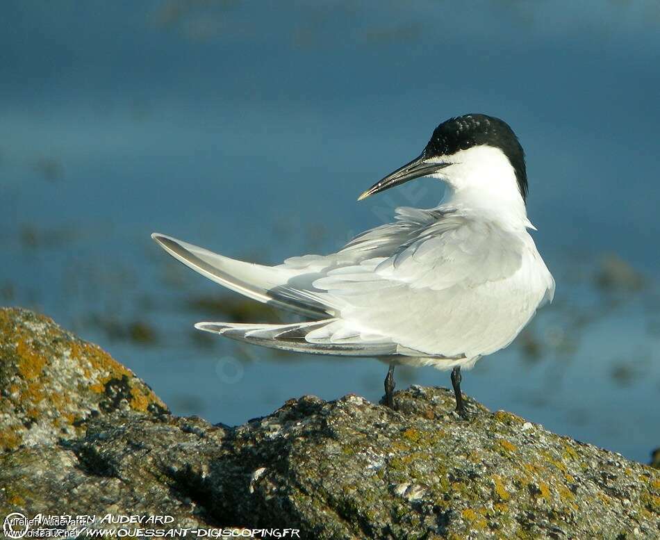 Sandwich Ternadult post breeding, identification