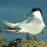 Sandwich Tern