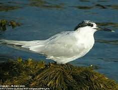 Sandwich Tern