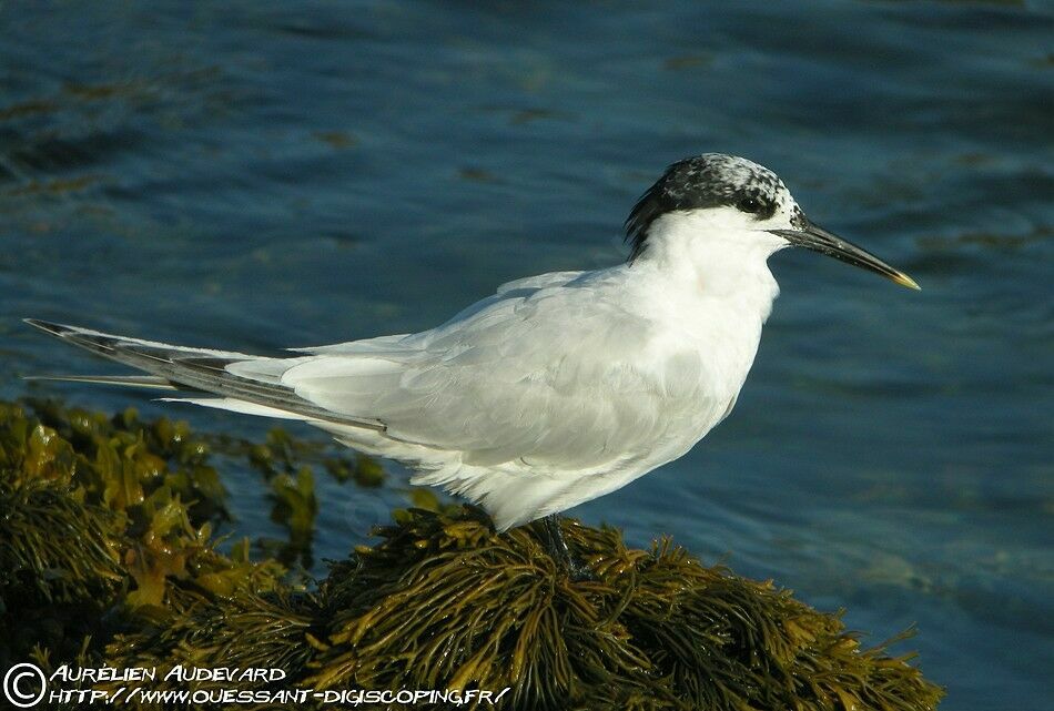 Sandwich Tern