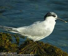 Sandwich Tern